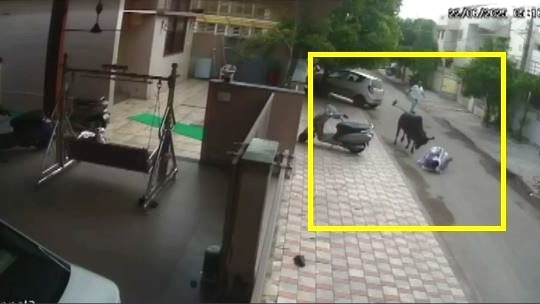 सांड़ का आतंक, पैदल जा रही महिला पर पीछे से किया जानलेवा हमला, CCTV में कैद दिल दहला देने वाली घटना