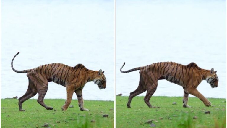 Photographer shares video of Ranthambore’s iconic tigress Arrowhead’s final walk
